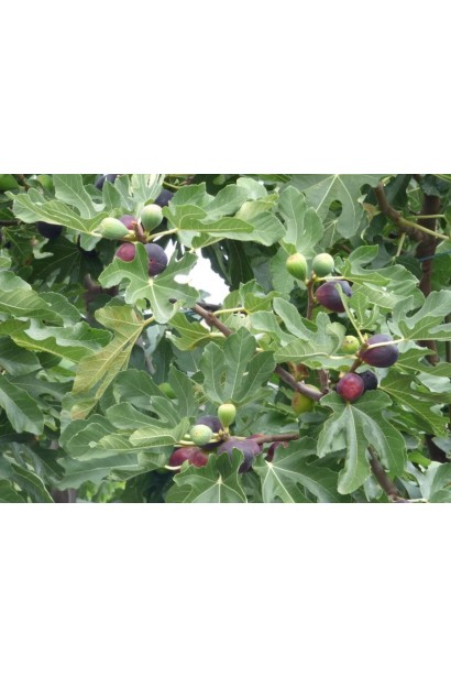 Инжир Техас Everbearing с плодами на ветке